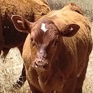 Meet your Posher, Joy